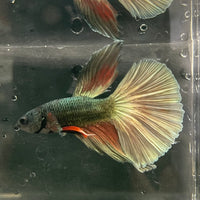 the-fish-farm Male Betta Male Betta - One Only - 11 Choose your favourite Male Betta from The Fish Farm Australia