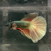 the-fish-farm Male Betta Male Betta - One Only - 11 Choose your favourite Male Betta from The Fish Farm Australia