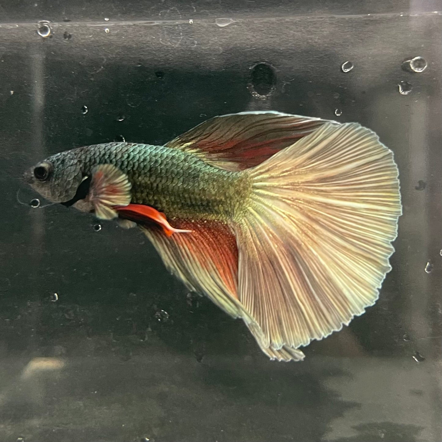 the-fish-farm Male Betta Male Betta - One Only - 11 Choose your favourite Male Betta from The Fish Farm Australia