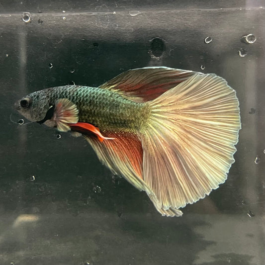 the-fish-farm Male Betta Male Betta - One Only - 11 Choose your favourite Male Betta from The Fish Farm Australia
