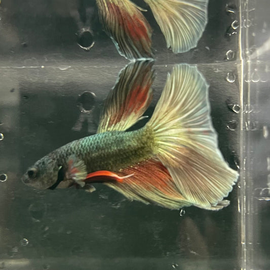 the-fish-farm Male Betta Male Betta - One Only - 11 Choose your favourite Male Betta from The Fish Farm Australia