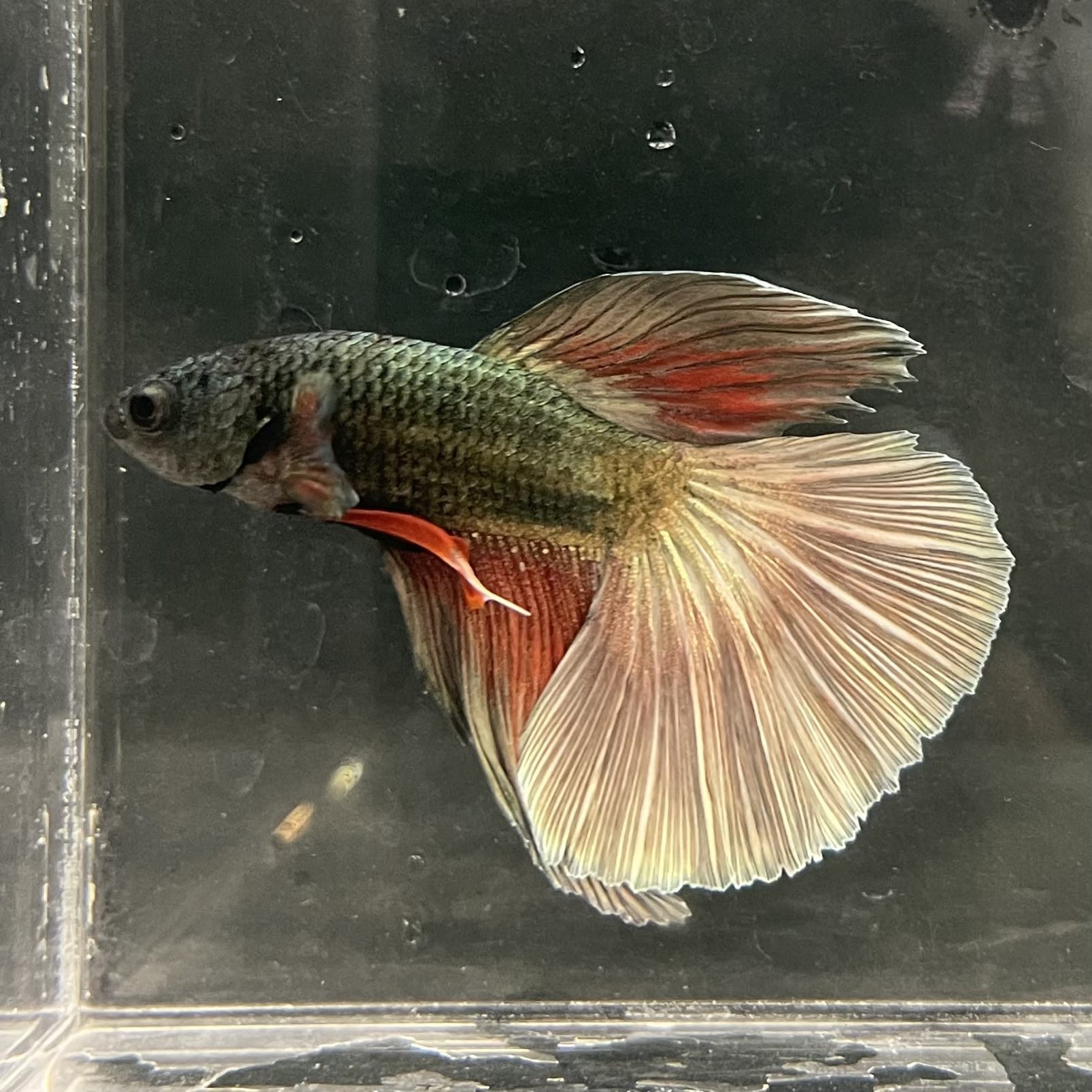 the-fish-farm Male Betta Male Betta - One Only - 11 Choose your favourite Male Betta from The Fish Farm Australia