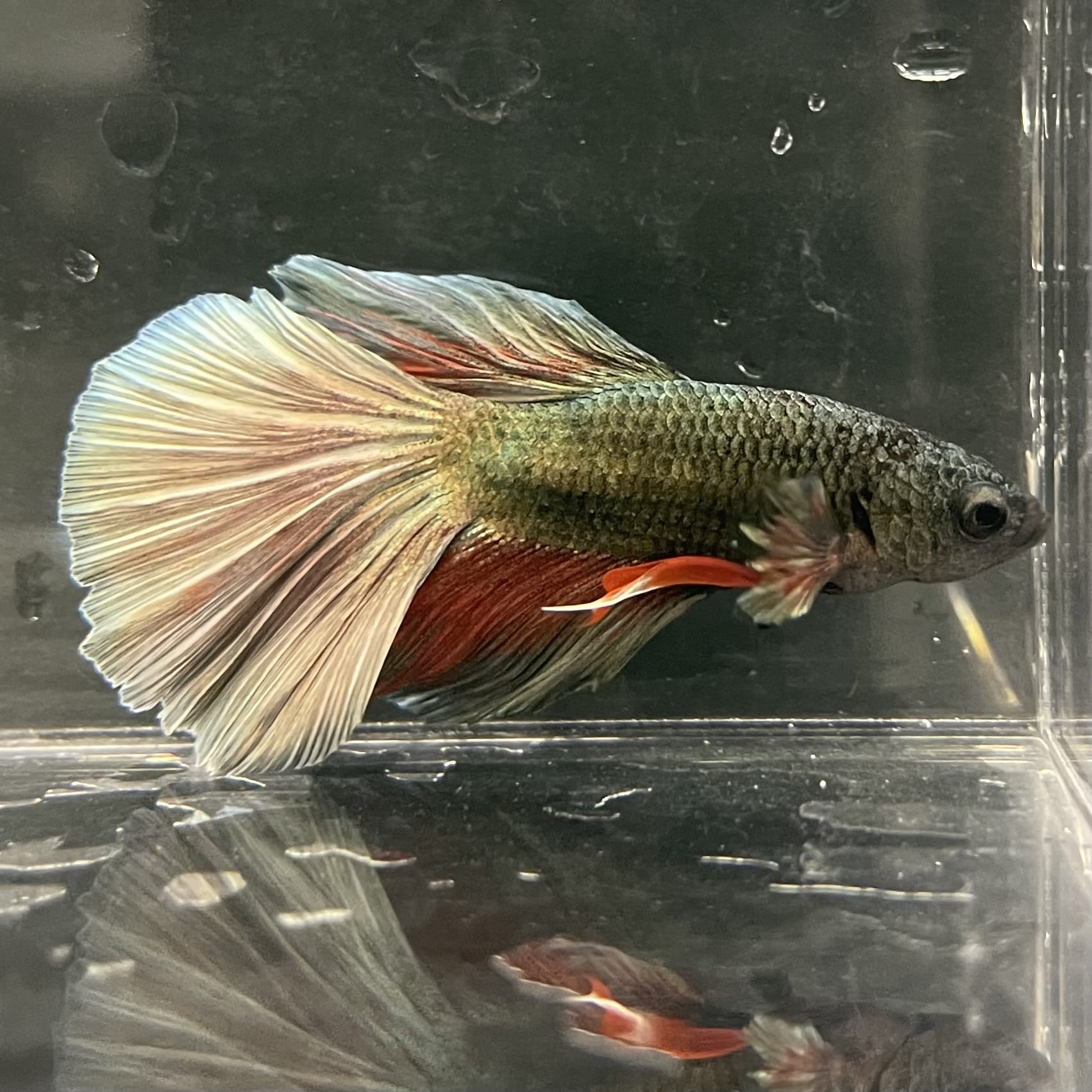 the-fish-farm Male Betta Male Betta - One Only - 11 Choose your favourite Male Betta from The Fish Farm Australia