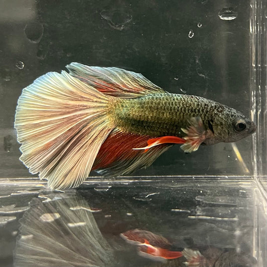 the-fish-farm Male Betta Male Betta - One Only - 11 Choose your favourite Male Betta from The Fish Farm Australia