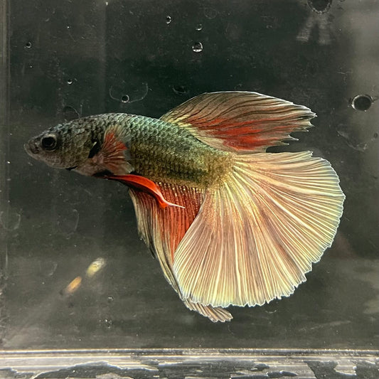the-fish-farm Male Betta Male Betta - One Only - 11 Choose your favourite Male Betta from The Fish Farm Australia