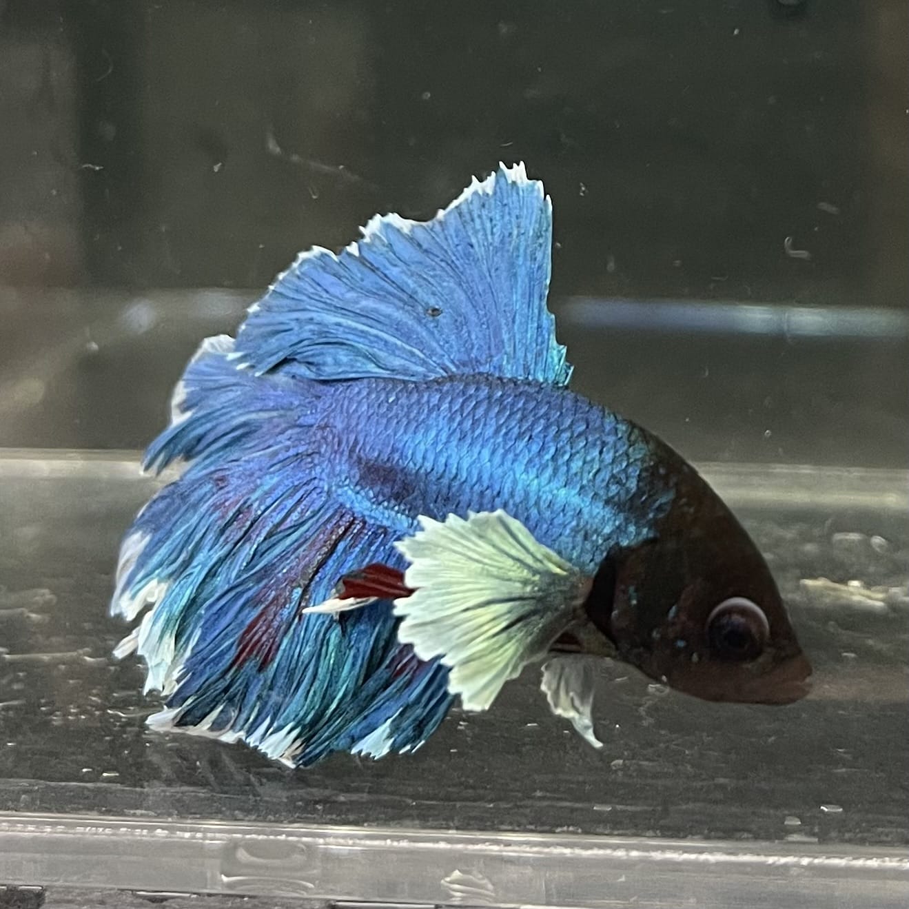 the-fish-farm Male Betta Male Betta - One Only - 11 Choose your favourite Male Betta from The Fish Farm Australia