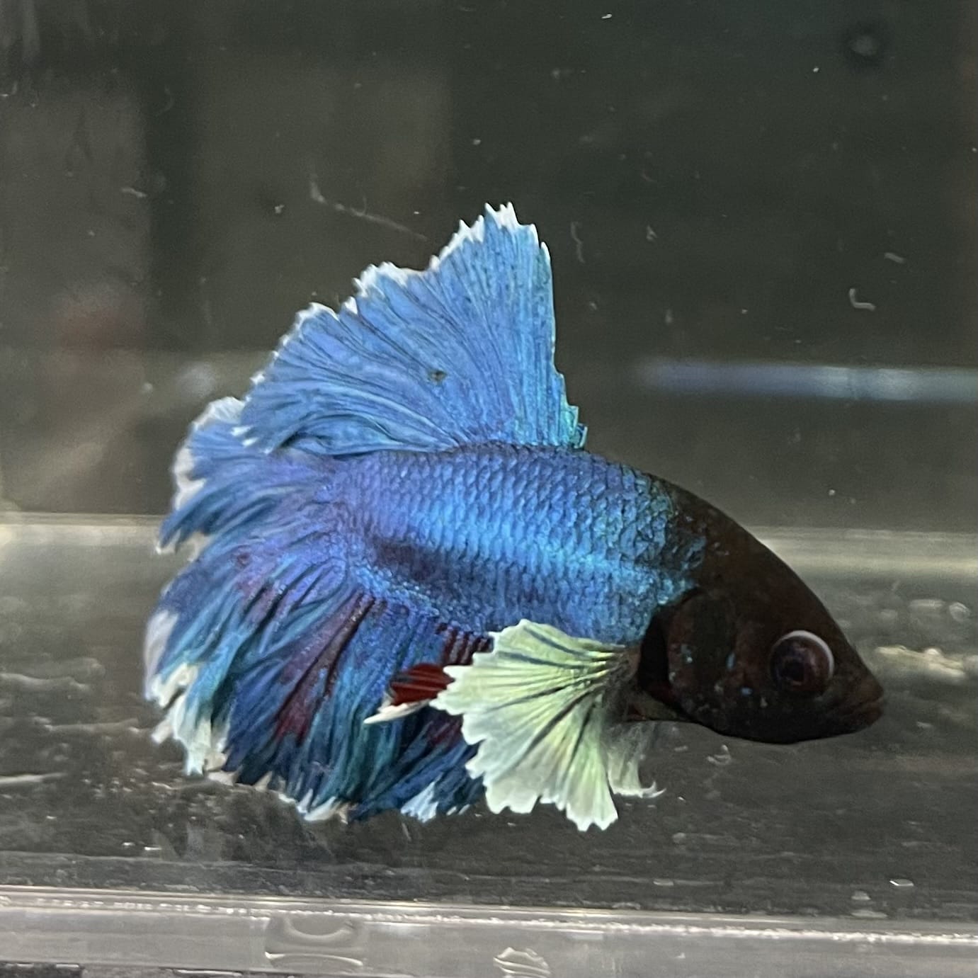 the-fish-farm Male Betta Male Betta - One Only - 11 Choose your favourite Male Betta from The Fish Farm Australia