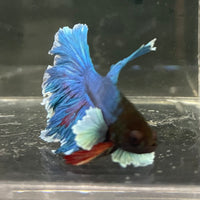 the-fish-farm Male Betta Male Betta - One Only - 11 Choose your favourite Male Betta from The Fish Farm Australia