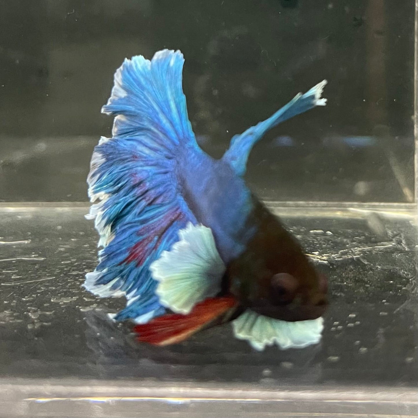the-fish-farm Male Betta Male Betta - One Only - 11 Choose your favourite Male Betta from The Fish Farm Australia