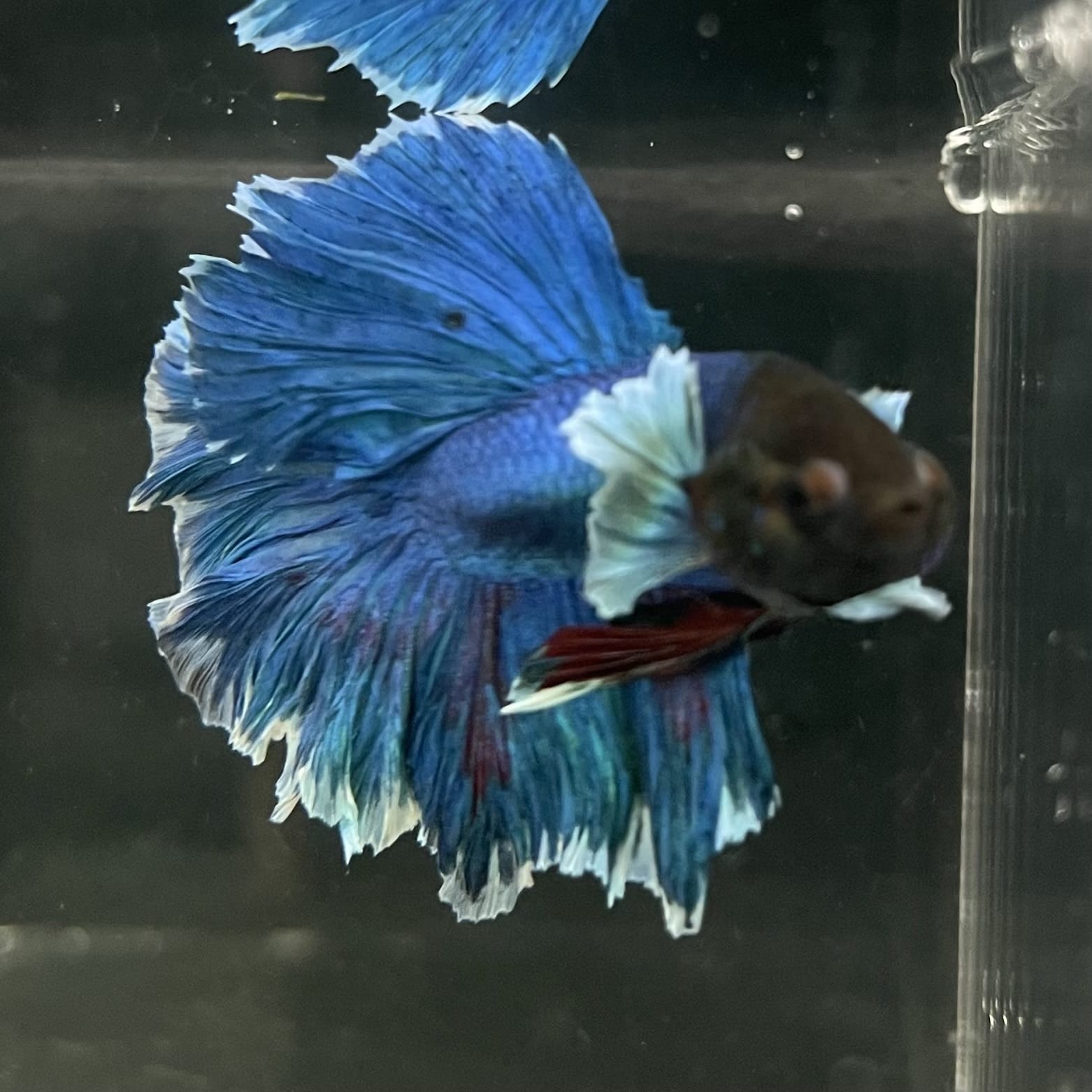 the-fish-farm Male Betta Male Betta - One Only - 11 Choose your favourite Male Betta from The Fish Farm Australia