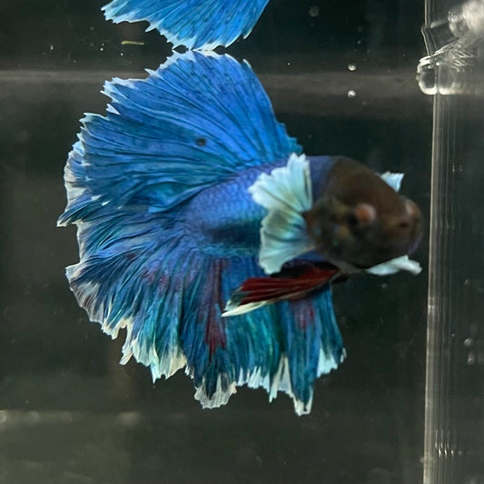the-fish-farm Male Betta Male Betta - One Only - 11 Choose your favourite Male Betta from The Fish Farm Australia