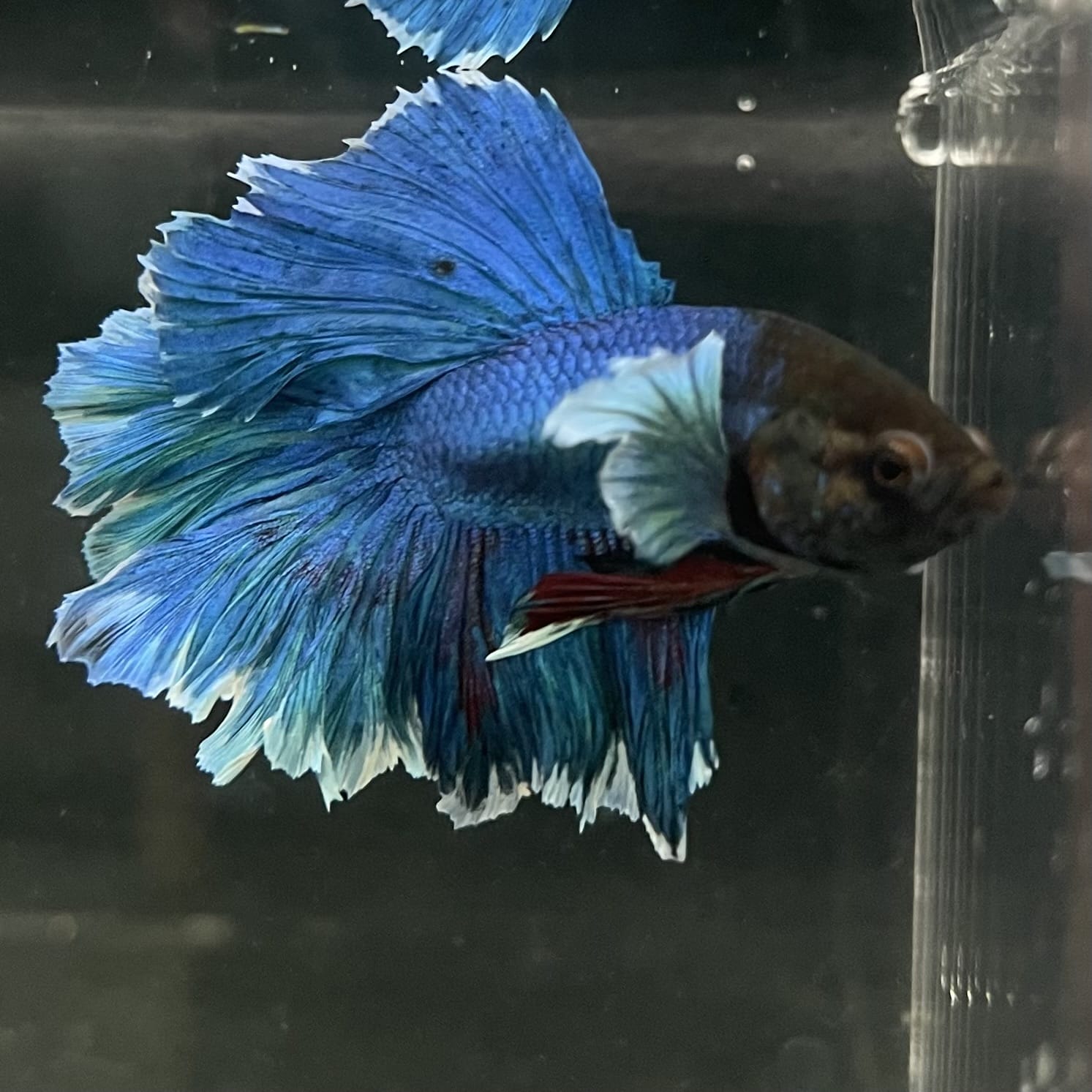 the-fish-farm Male Betta Male Betta - One Only - 11 Choose your favourite Male Betta from The Fish Farm Australia