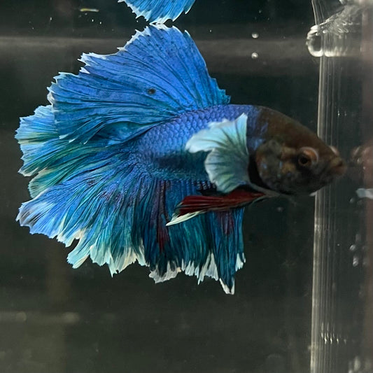 the-fish-farm Male Betta Male Betta - One Only - 11 Choose your favourite Male Betta from The Fish Farm Australia