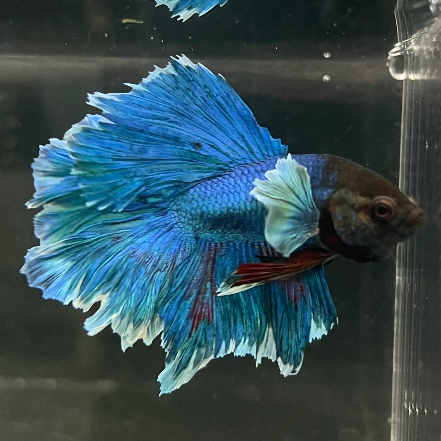 the-fish-farm Male Betta Male Betta - One Only - 11 Choose your favourite Male Betta from The Fish Farm Australia