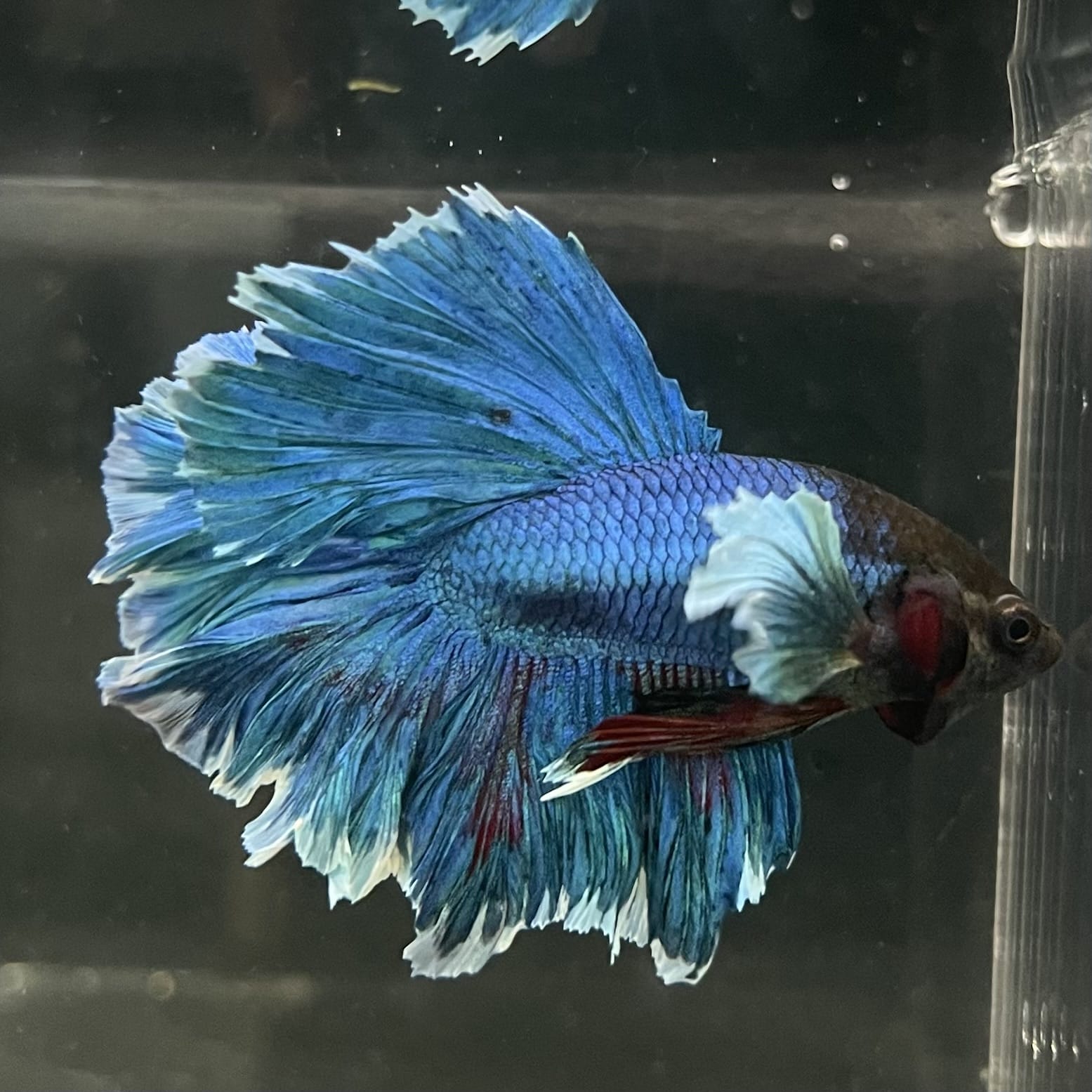 the-fish-farm Male Betta Male Betta - One Only - 11 Choose your favourite Male Betta from The Fish Farm Australia