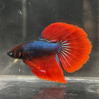 the-fish-farm Male Betta Male Betta - One Only - 11 Choose your favourite Male Betta from The Fish Farm Australia
