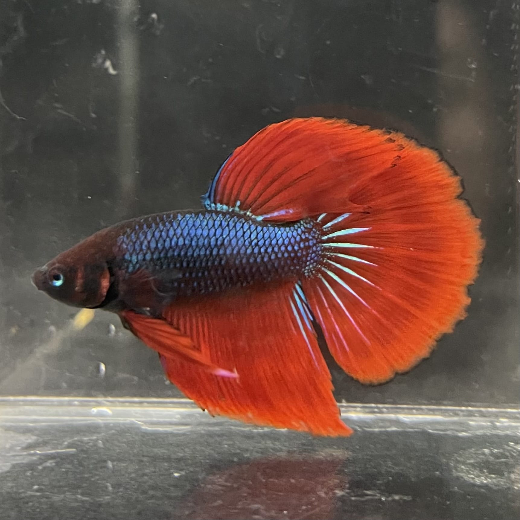 the-fish-farm Male Betta Male Betta - One Only - 11 Choose your favourite Male Betta from The Fish Farm Australia