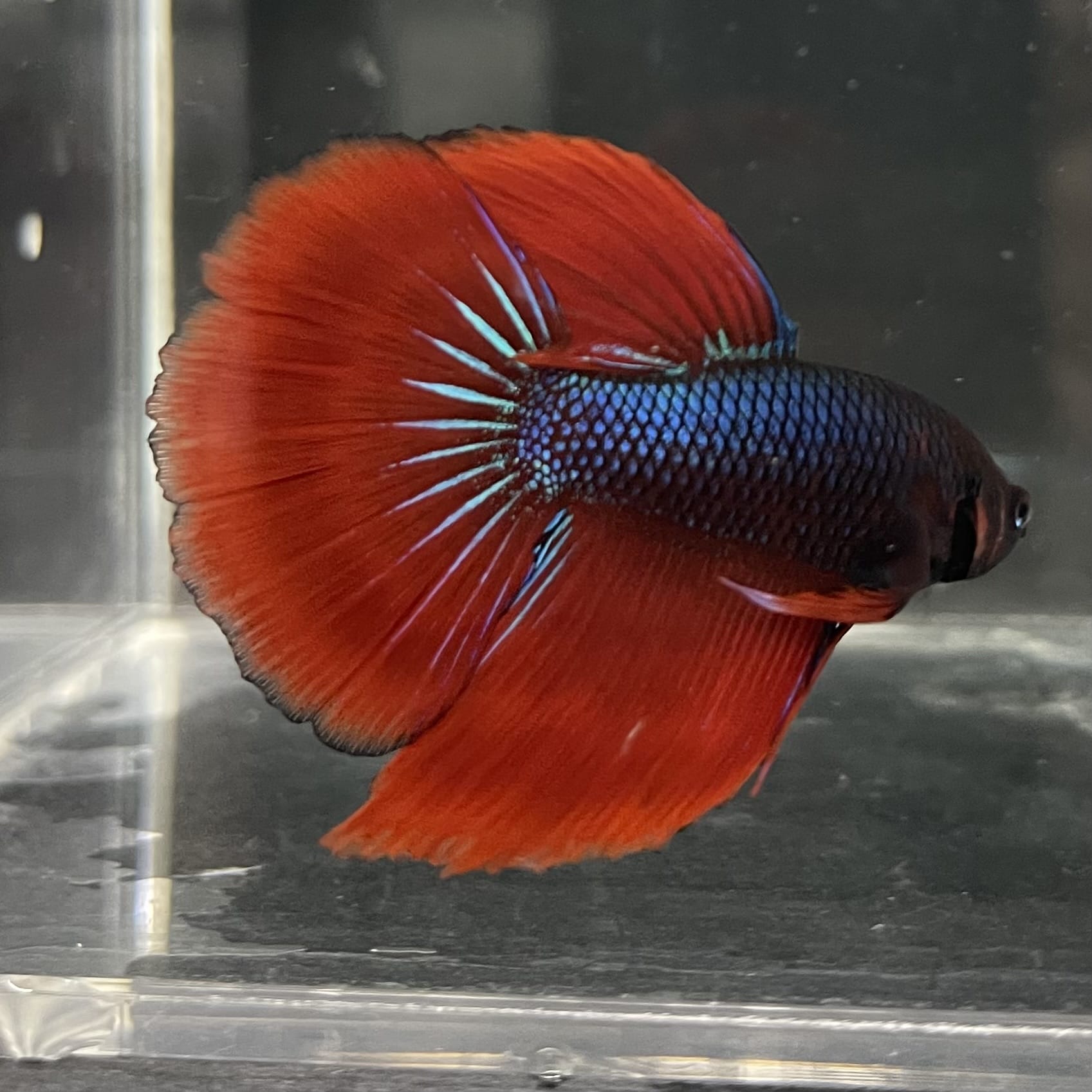 the-fish-farm Male Betta Male Betta - One Only - 11 Choose your favourite Male Betta from The Fish Farm Australia