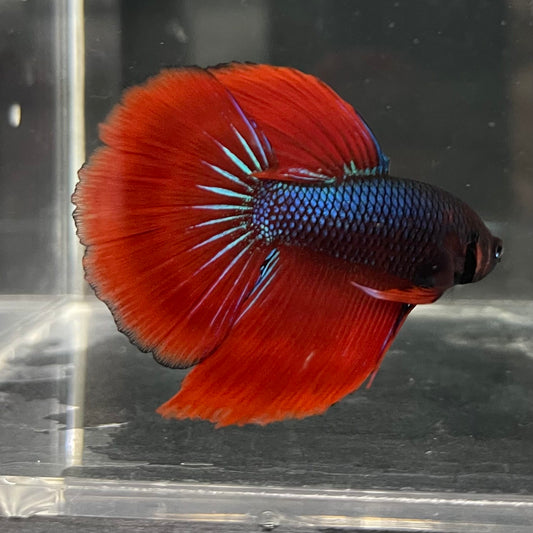 the-fish-farm Male Betta Male Betta - One Only - 11 Choose your favourite Male Betta from The Fish Farm Australia