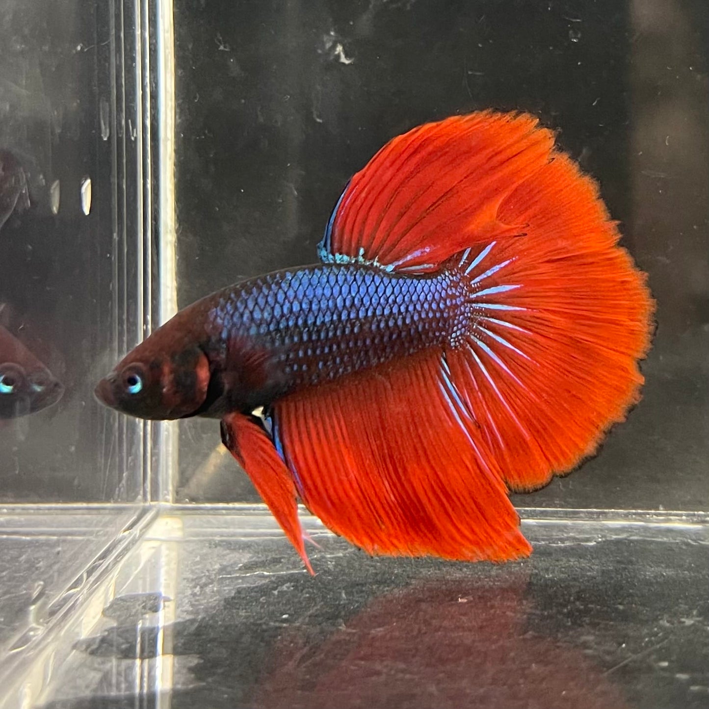 the-fish-farm Male Betta Male Betta - One Only - 11 Choose your favourite Male Betta from The Fish Farm Australia