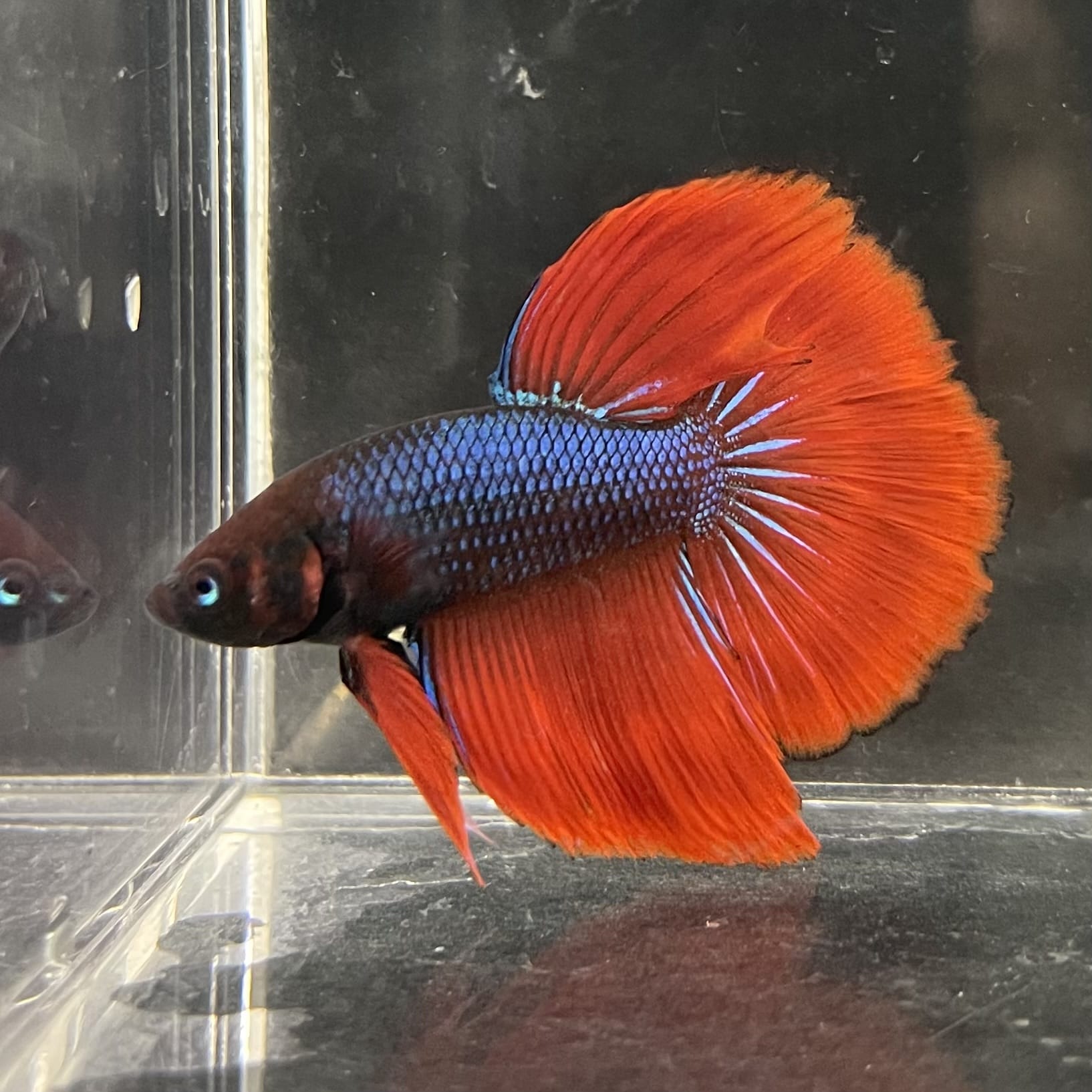 the-fish-farm Male Betta Male Betta - One Only - 11 Choose your favourite Male Betta from The Fish Farm Australia