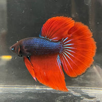 the-fish-farm Male Betta Male Betta - One Only - 11 Choose your favourite Male Betta from The Fish Farm Australia