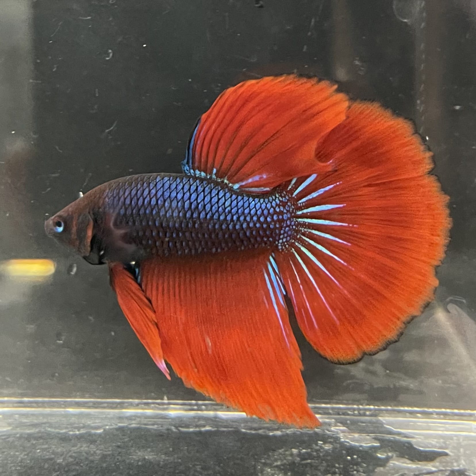 the-fish-farm Male Betta Male Betta - One Only - 11 Choose your favourite Male Betta from The Fish Farm Australia