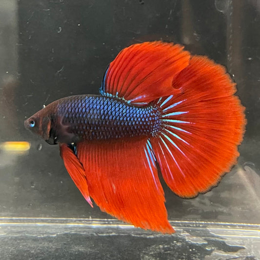 the-fish-farm Male Betta Male Betta - One Only - 11 Choose your favourite Male Betta from The Fish Farm Australia