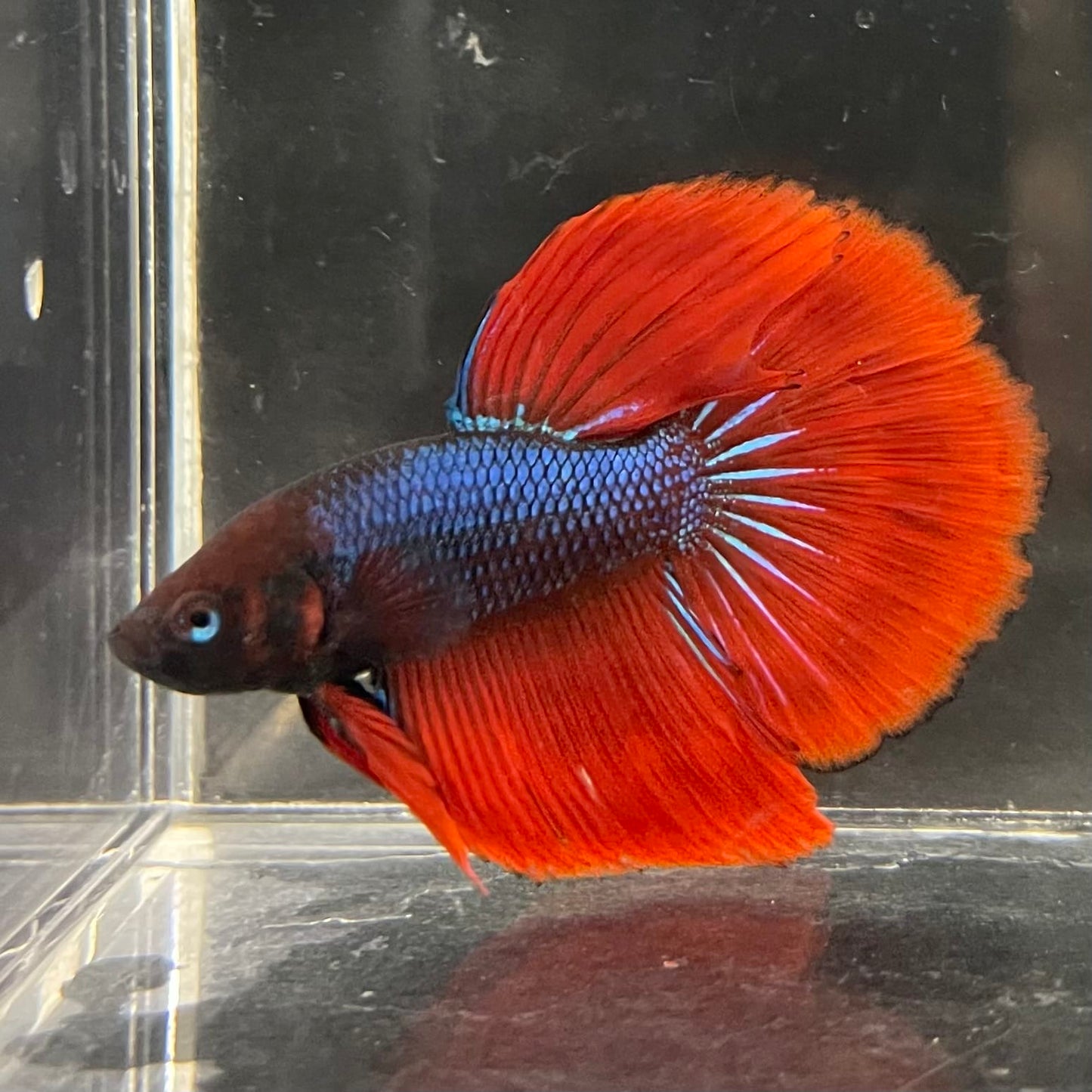 the-fish-farm Male Betta Male Betta - One Only - 11 Choose your favourite Male Betta from The Fish Farm Australia