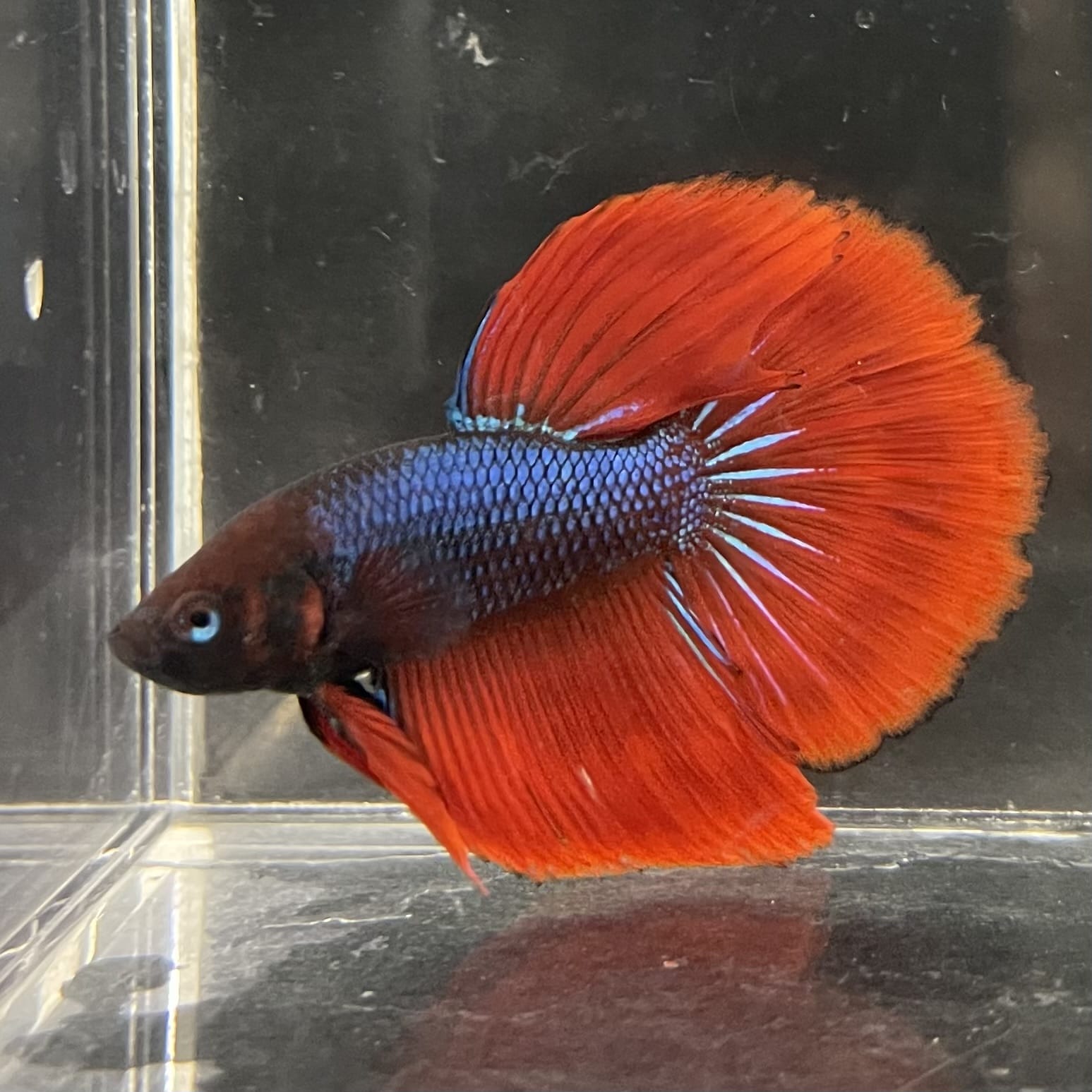 the-fish-farm Male Betta Male Betta - One Only - 11 Choose your favourite Male Betta from The Fish Farm Australia