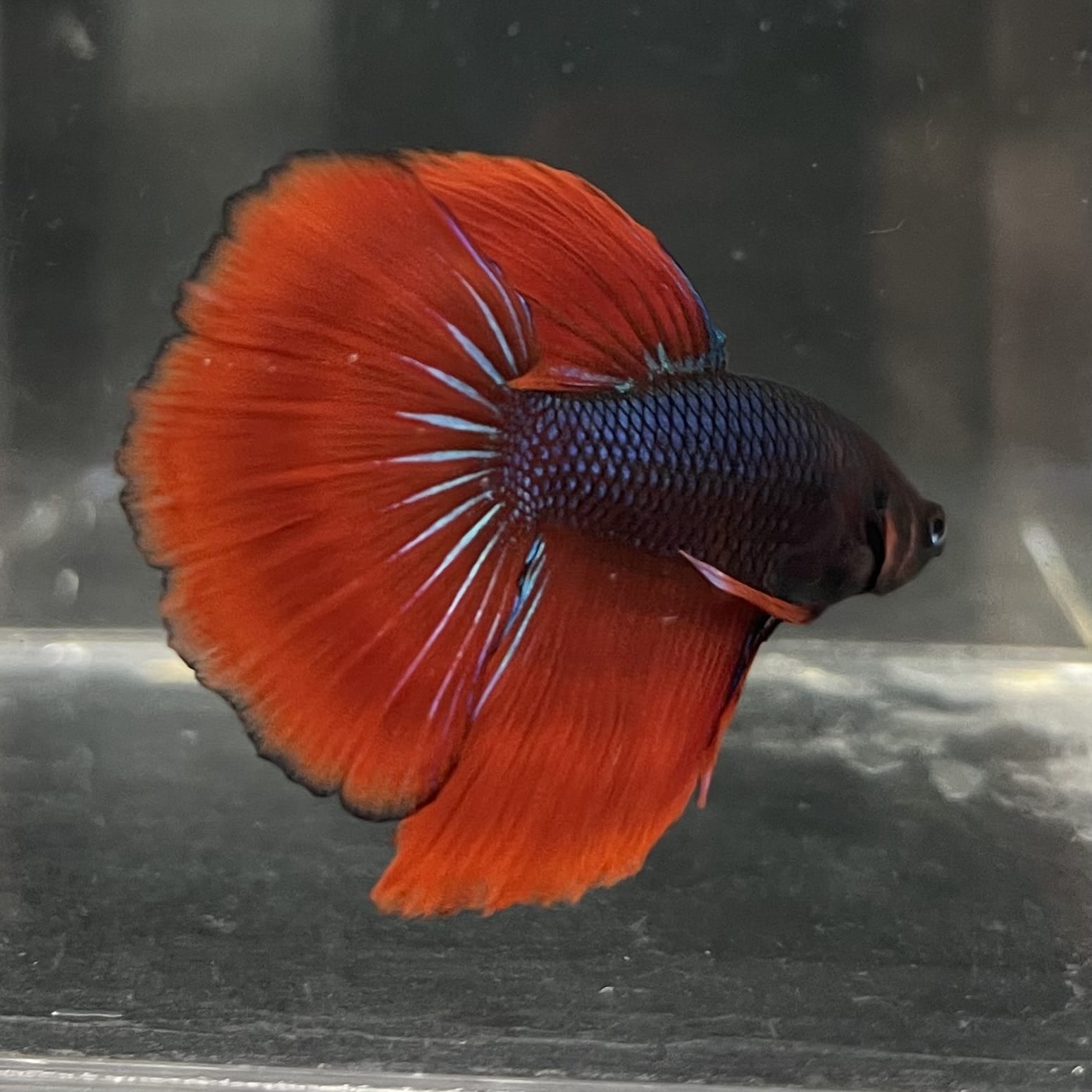 the-fish-farm Male Betta Male Betta - One Only - 11 Choose your favourite Male Betta from The Fish Farm Australia