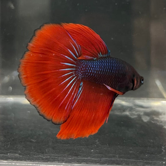 the-fish-farm Male Betta Male Betta - One Only - 11 Choose your favourite Male Betta from The Fish Farm Australia