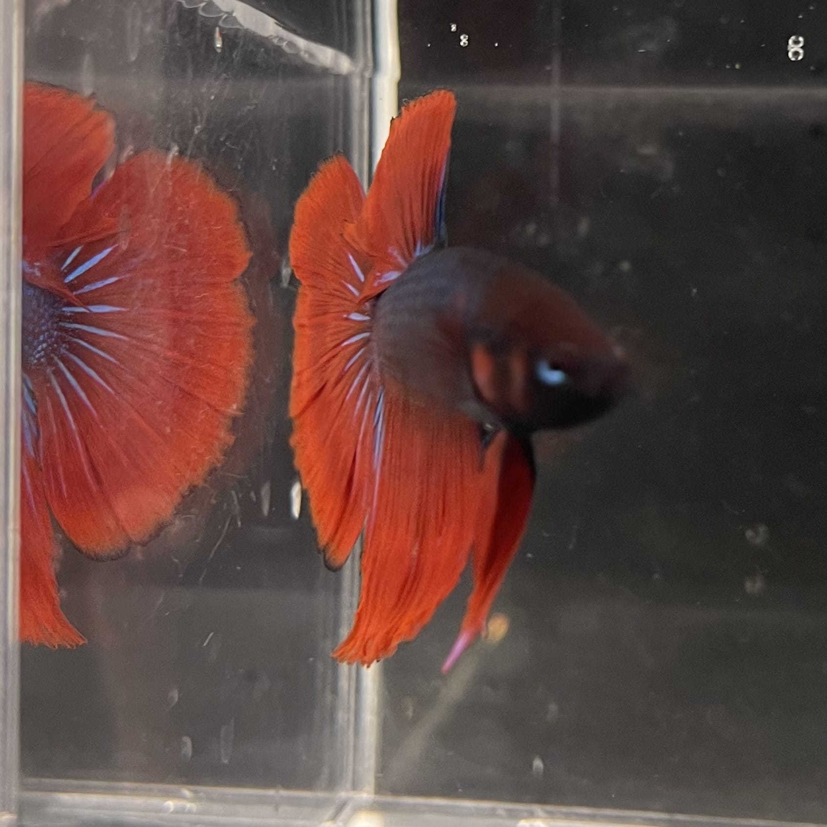 the-fish-farm Male Betta Male Betta - One Only - 11 Choose your favourite Male Betta from The Fish Farm Australia