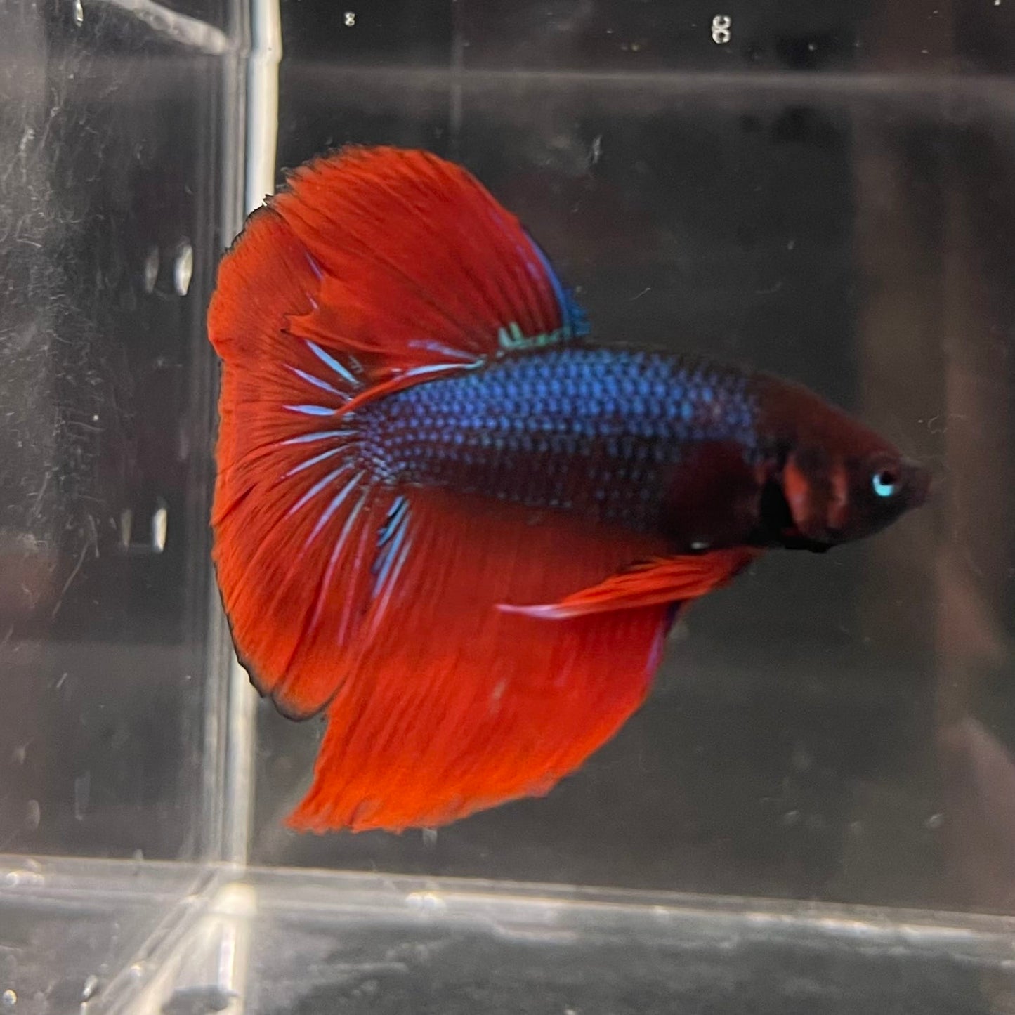 the-fish-farm Male Betta Male Betta - One Only - 11 Choose your favourite Male Betta from The Fish Farm Australia