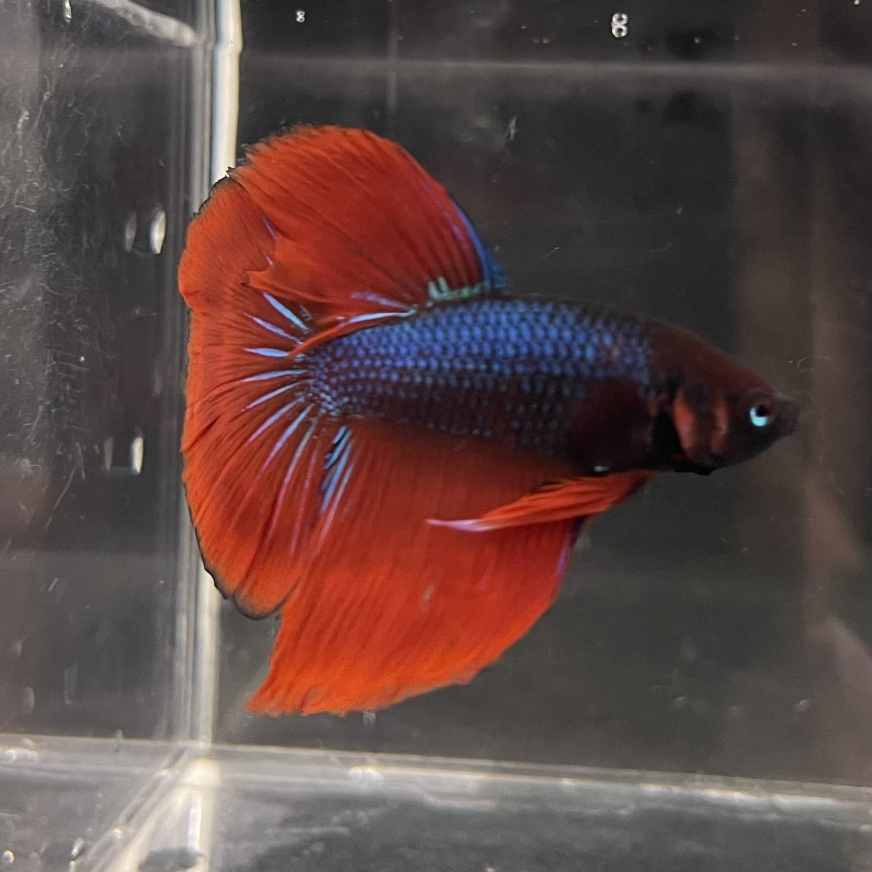 the-fish-farm Male Betta Male Betta - One Only - 11 Choose your favourite Male Betta from The Fish Farm Australia