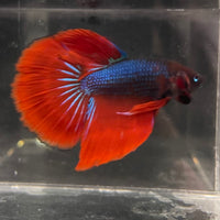 the-fish-farm Male Betta Male Betta - One Only - 11 Choose your favourite Male Betta from The Fish Farm Australia