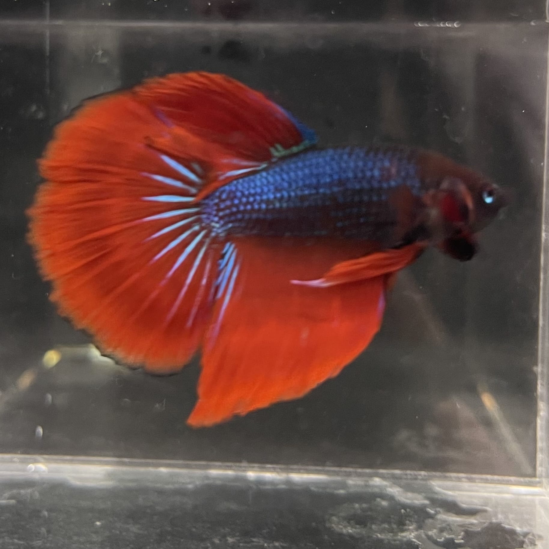 the-fish-farm Male Betta Male Betta - One Only - 11 Choose your favourite Male Betta from The Fish Farm Australia