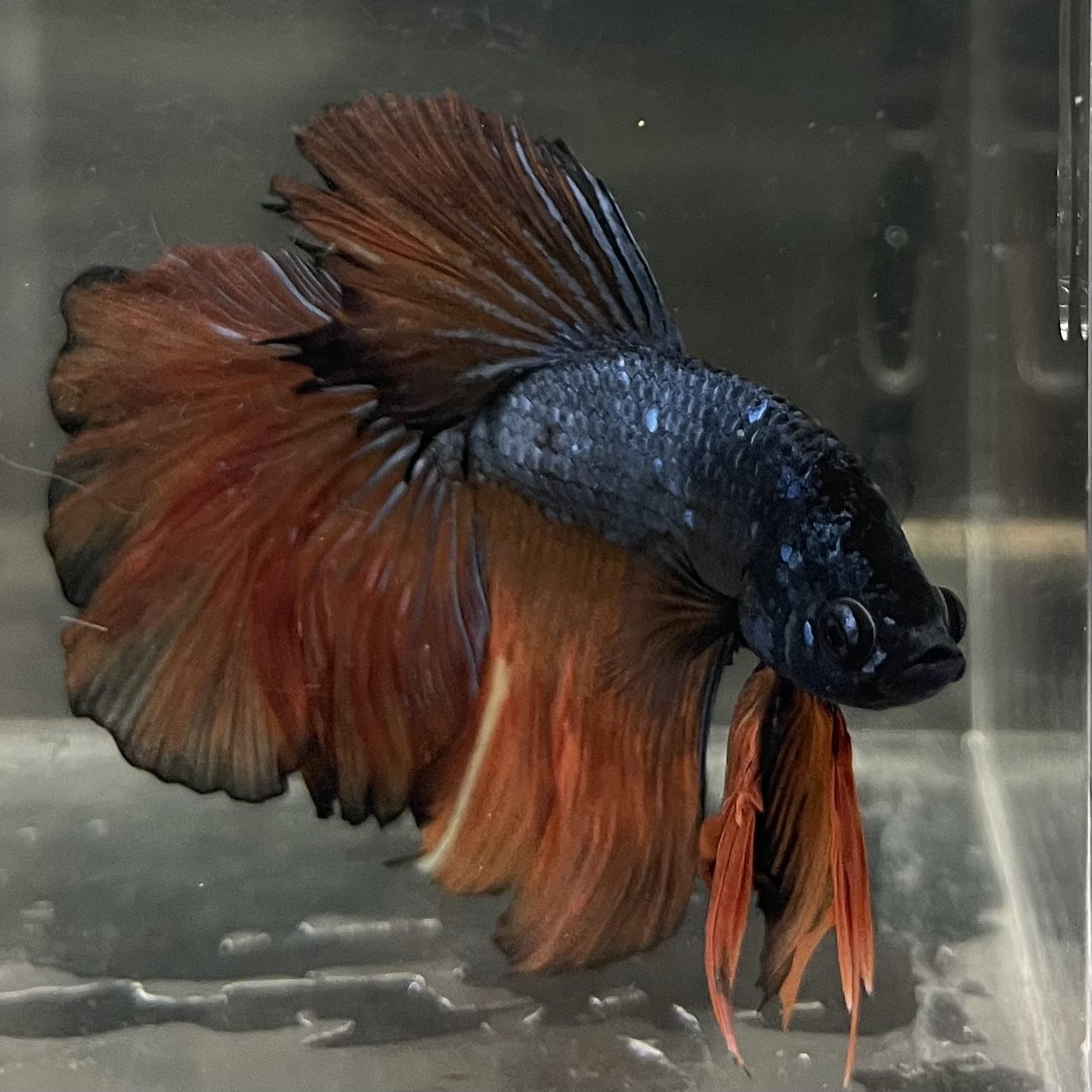 the-fish-farm Male Betta Male Betta - One Only - 11 Choose your favourite Male Betta from The Fish Farm Australia