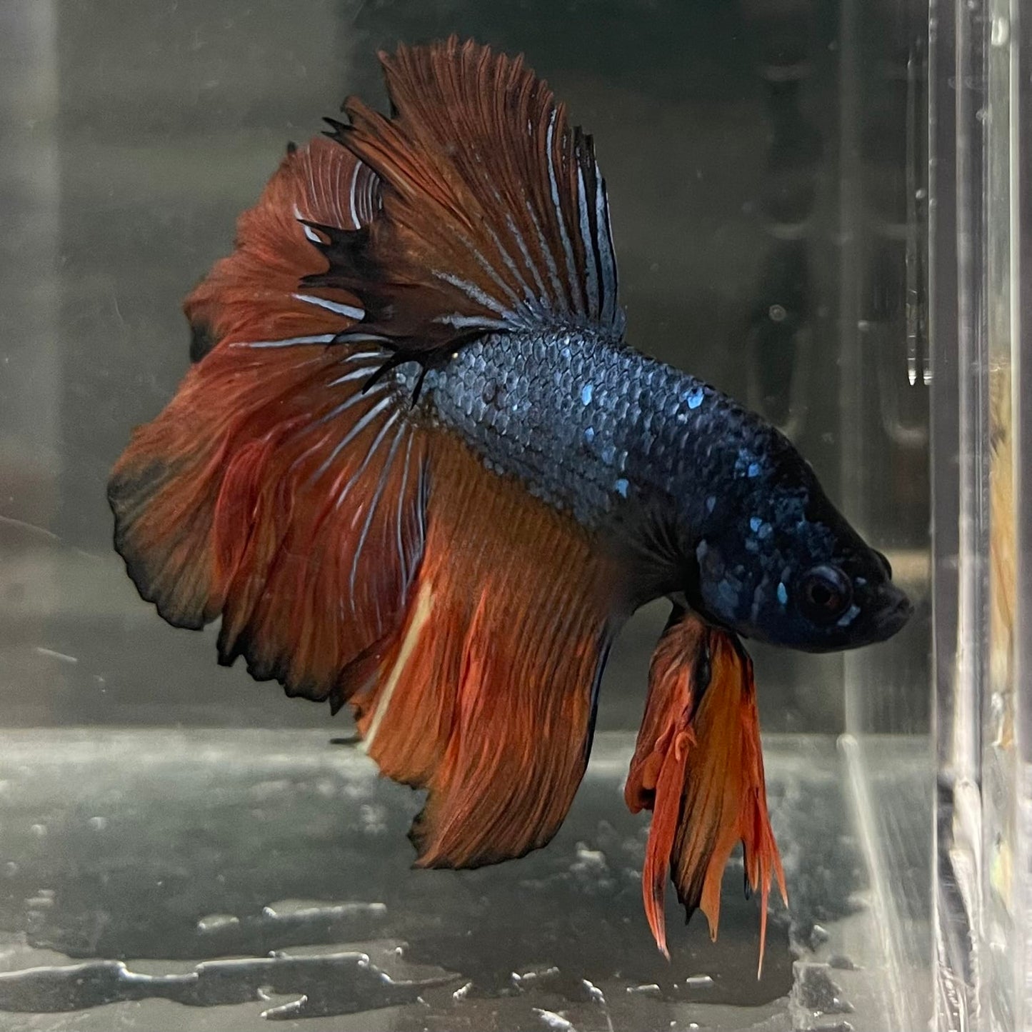 the-fish-farm Male Betta Male Betta - One Only - 11 Choose your favourite Male Betta from The Fish Farm Australia