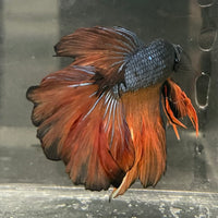 the-fish-farm Male Betta Male Betta - One Only - 11 Choose your favourite Male Betta from The Fish Farm Australia