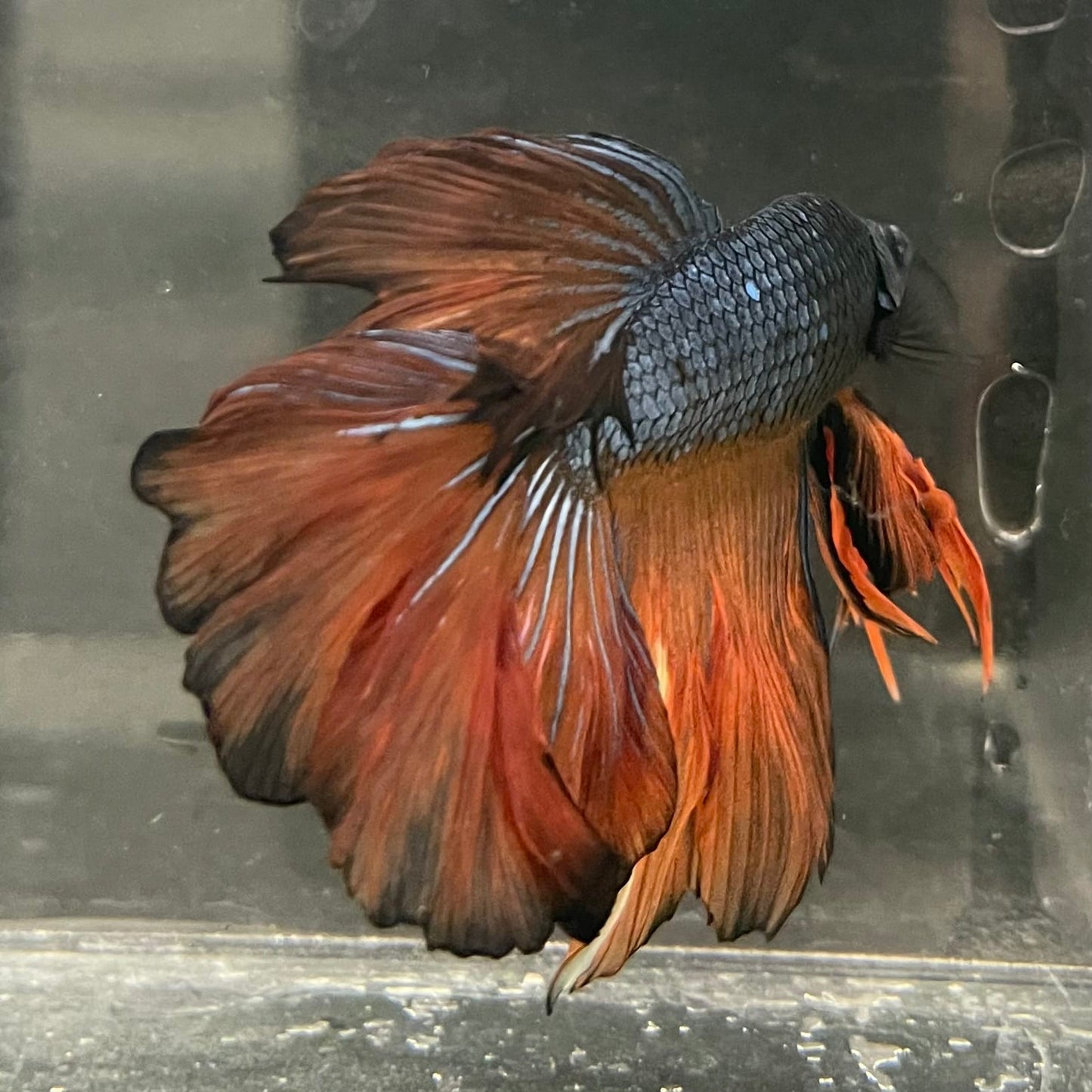 the-fish-farm Male Betta Male Betta - One Only - 11 Choose your favourite Male Betta from The Fish Farm Australia