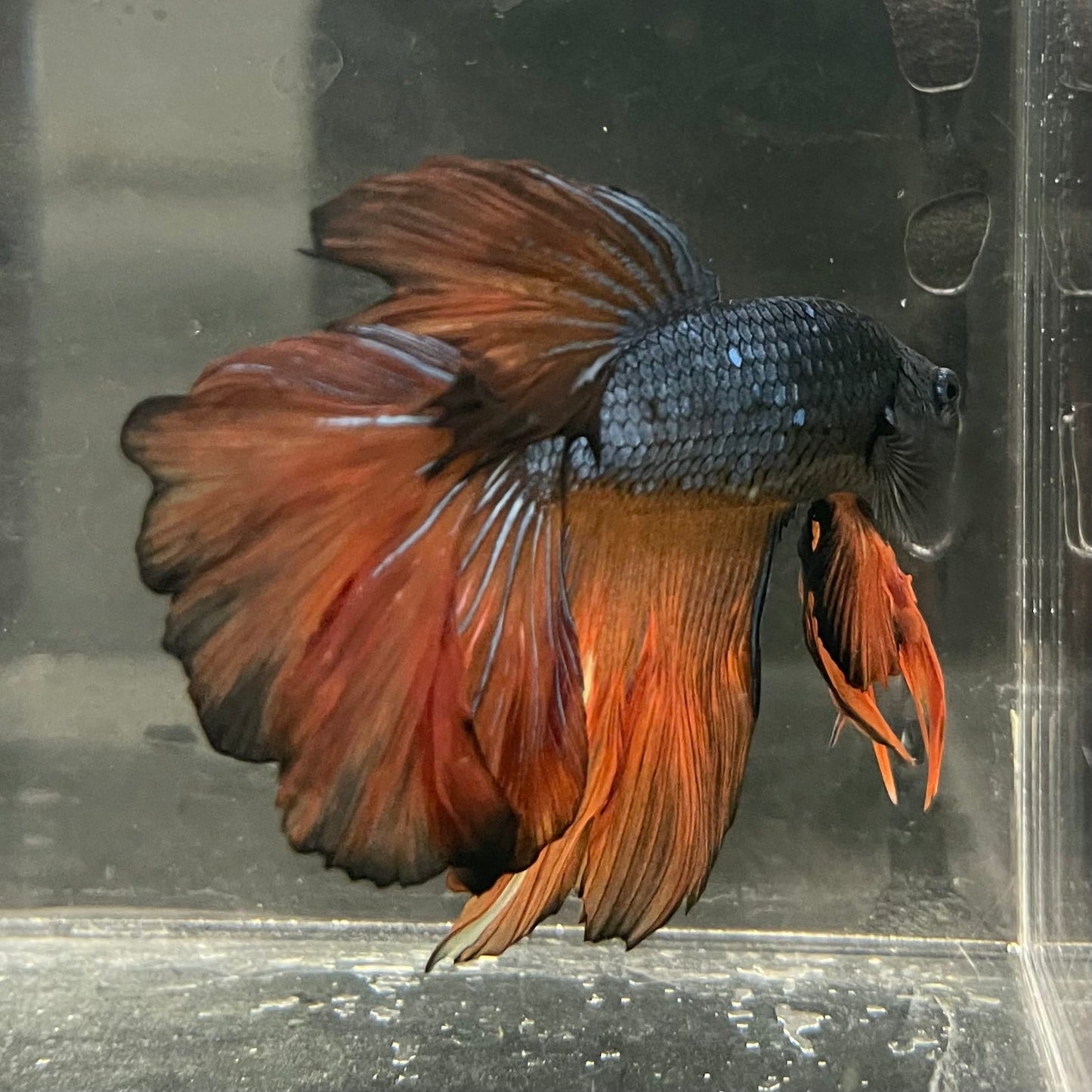 the-fish-farm Male Betta Male Betta - One Only - 11 Choose your favourite Male Betta from The Fish Farm Australia