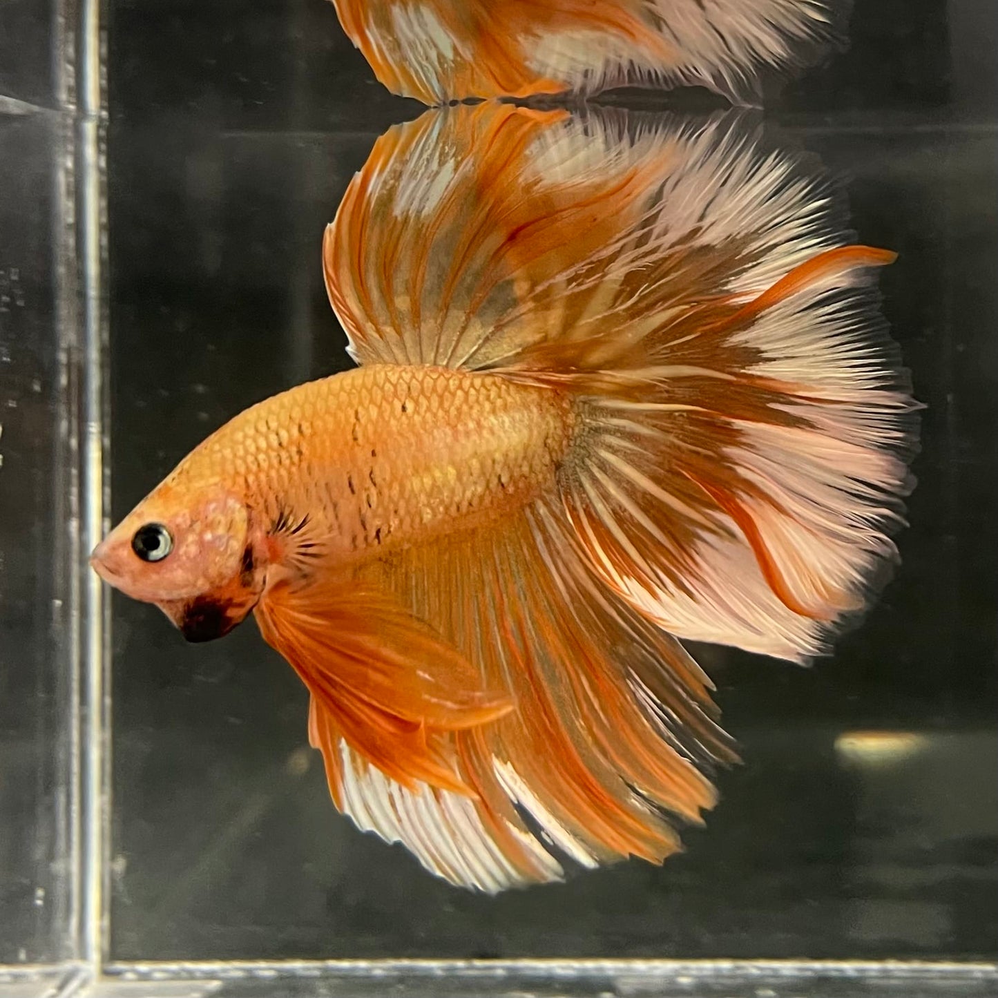 the-fish-farm Male Betta Male Betta - One Only - 11 Choose your favourite Male Betta from The Fish Farm Australia