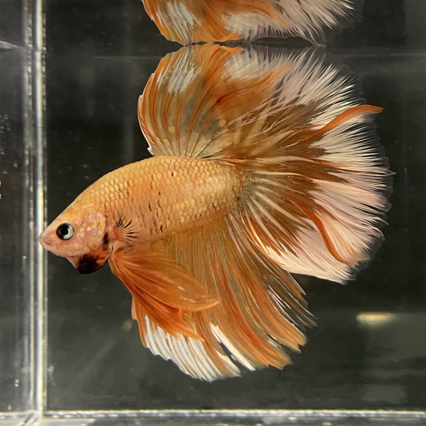 the-fish-farm Male Betta Male Betta - One Only - 11 Choose your favourite Male Betta from The Fish Farm Australia