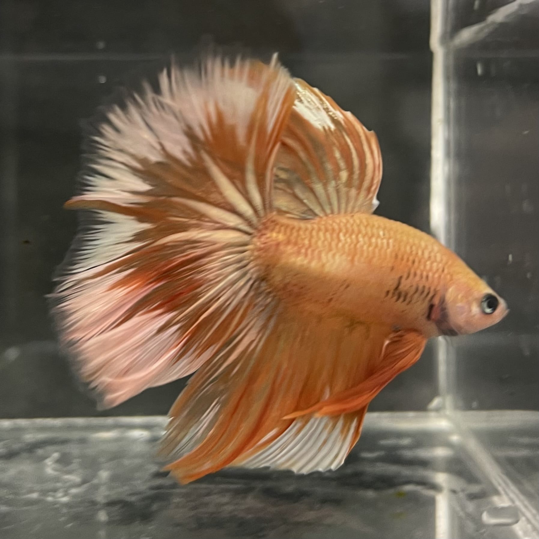the-fish-farm Male Betta Male Betta - One Only - 11 Choose your favourite Male Betta from The Fish Farm Australia