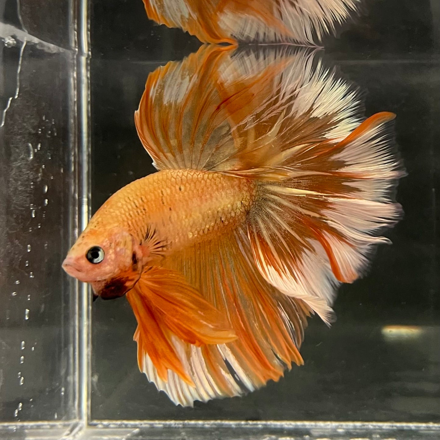 the-fish-farm Male Betta Male Betta - One Only - 11 Choose your favourite Male Betta from The Fish Farm Australia