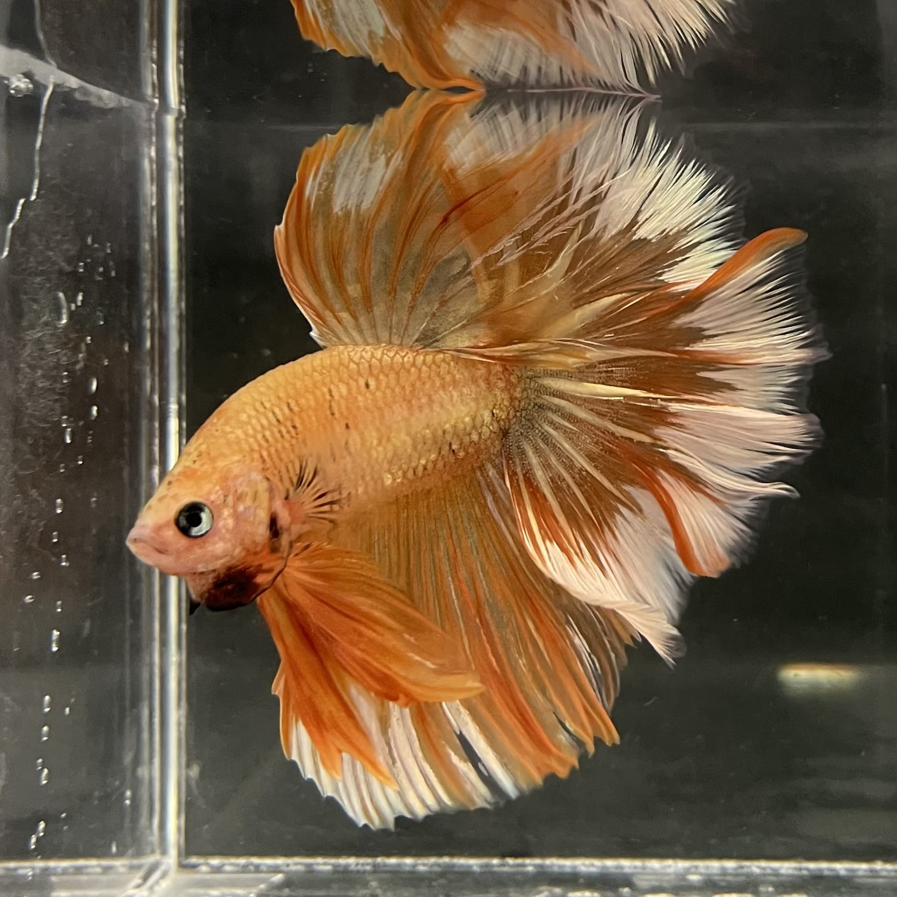 the-fish-farm Male Betta Male Betta - One Only - 11 Choose your favourite Male Betta from The Fish Farm Australia
