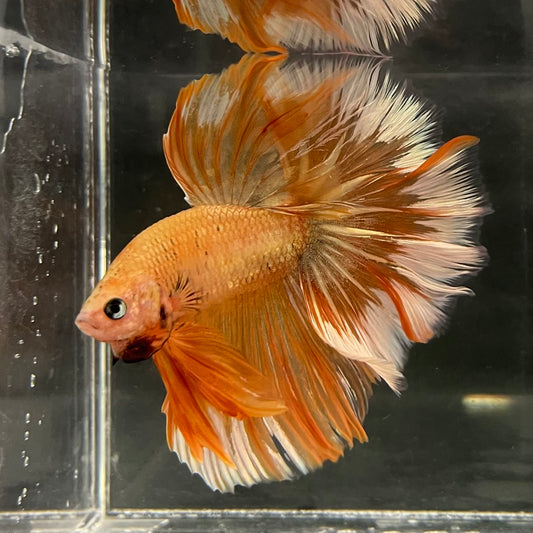 the-fish-farm Male Betta Male Betta - One Only - 11 Choose your favourite Male Betta from The Fish Farm Australia