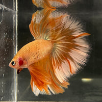 the-fish-farm Male Betta Male Betta - One Only - 11 Choose your favourite Male Betta from The Fish Farm Australia