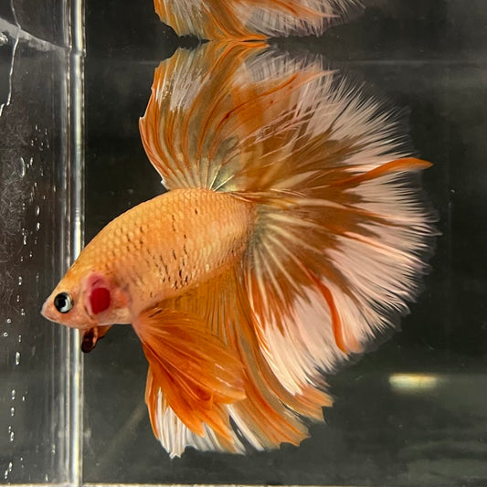 the-fish-farm Male Betta Male Betta - One Only - 11 Choose your favourite Male Betta from The Fish Farm Australia